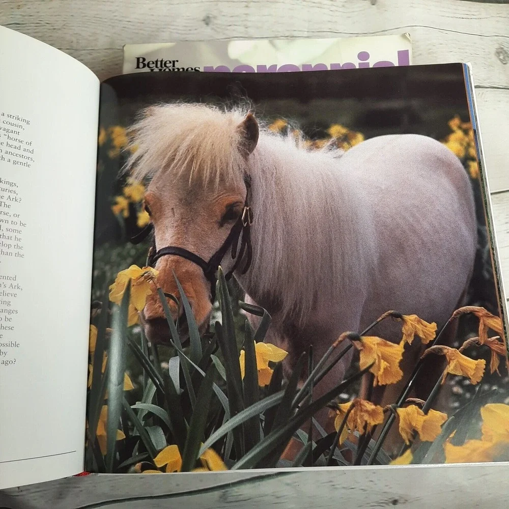 The Book of Horses by Nicola Jane Swinney 2009 Hard Cover